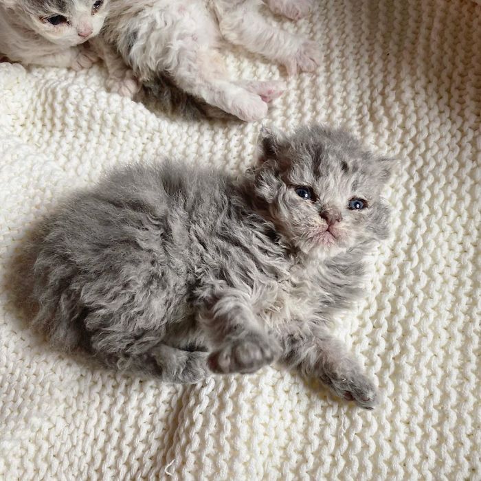 Curly-Cats-Gina-And-Gepetto