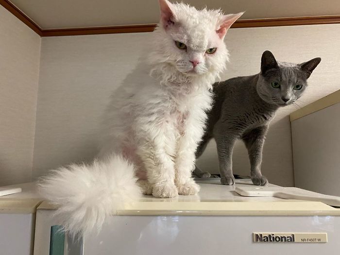 Selkirk-Rex-Angry-Cat-Chirico