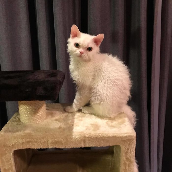 Selkirk-Rex-Angry-Cat-Chirico