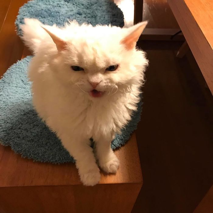 Selkirk-Rex-Angry-Cat-Chirico
