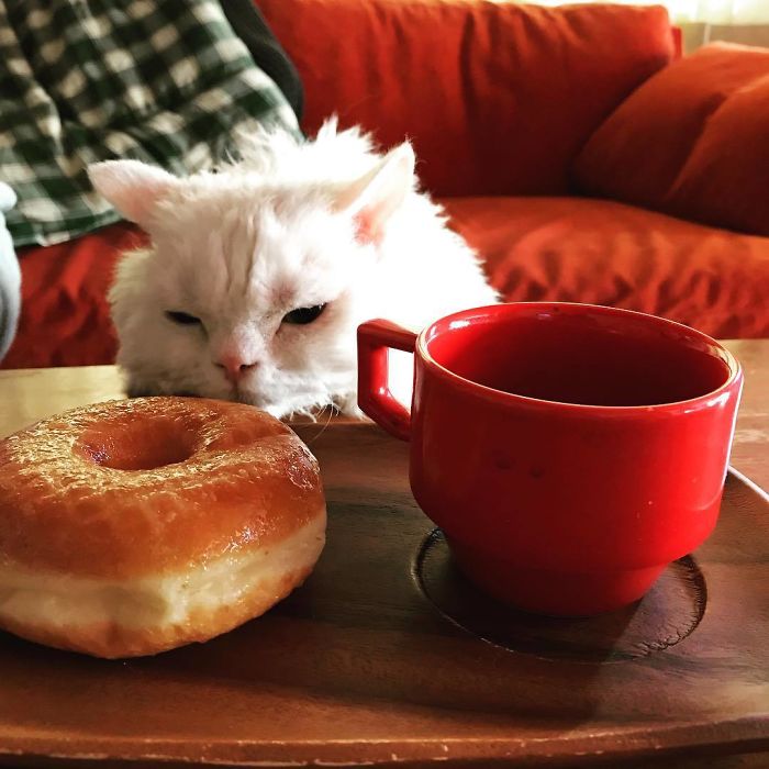 Selkirk-Rex-Angry-Cat-Chirico