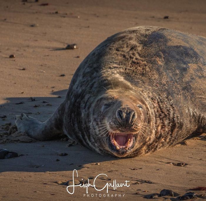 Funny-Laughing-Seals