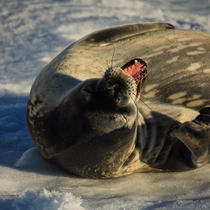 Funny-Laughing-Seals