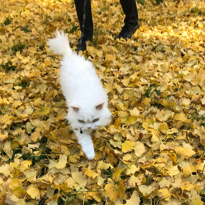 Selkirk-Rex-Angry-Cat-Chirico