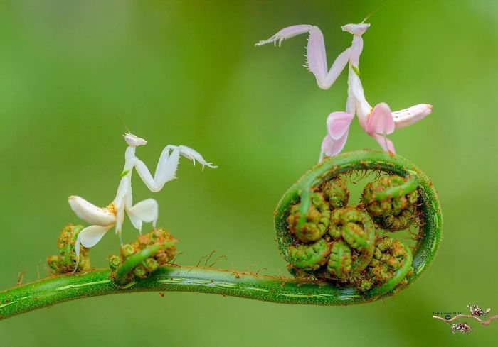 Beautiful-Mantis-Photography-Pang-Way