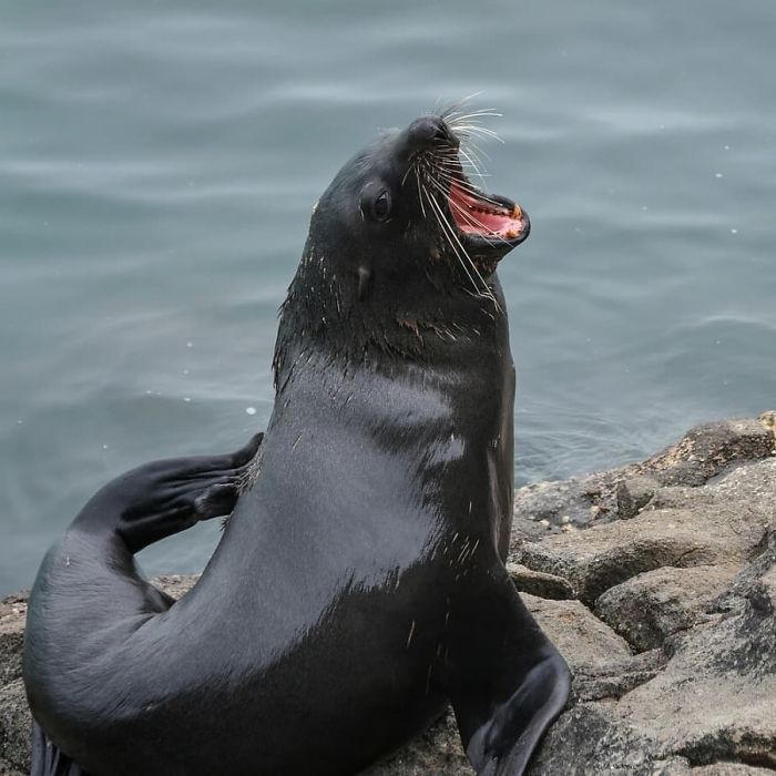 Funny-Laughing-Seals