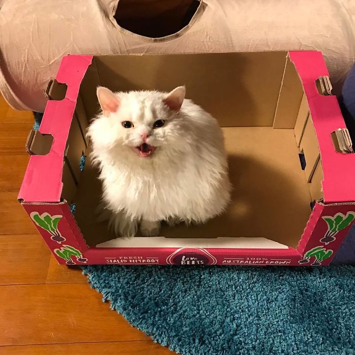 Selkirk-Rex-Angry-Cat-Chirico