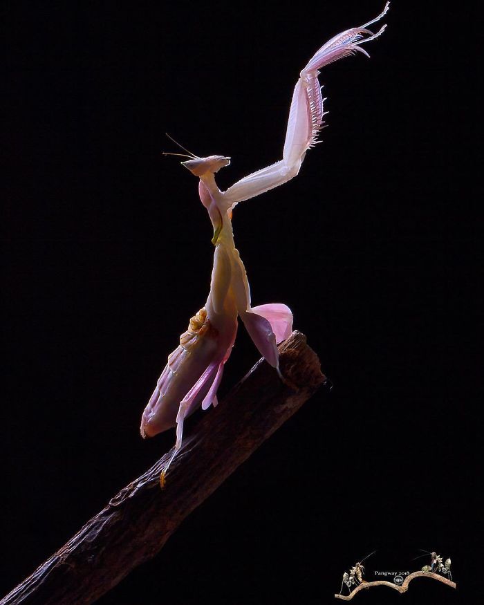 Beautiful-Mantis-Photography-Pang-Way