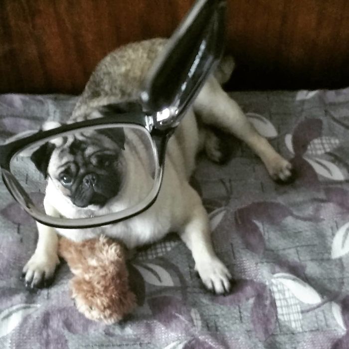 Pets-Animals-Behind-Glasses