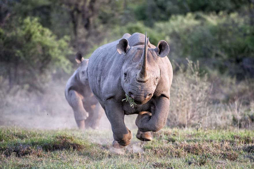 Black Rhino Charge