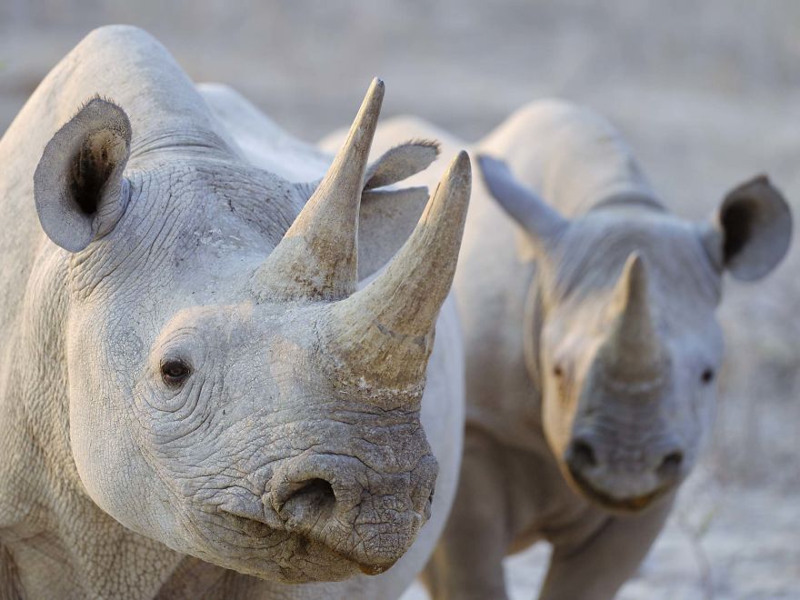 Black Rhino Portrait