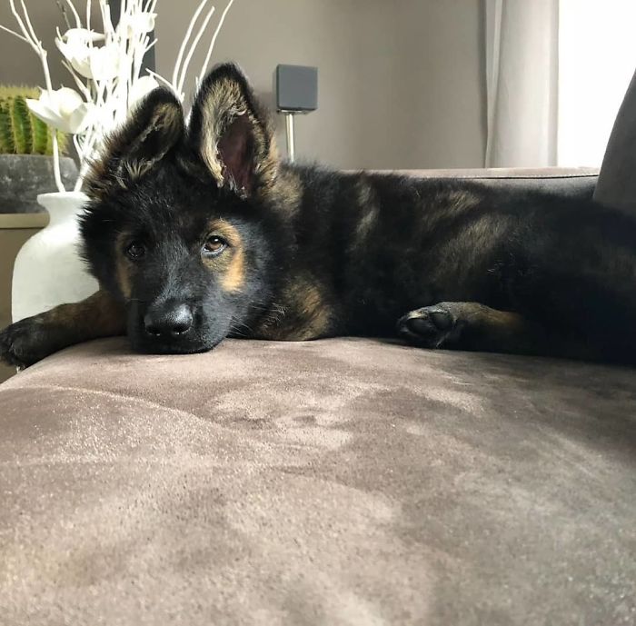 Chilling On The Couch