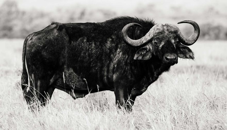 African Buffalo, Masai, Kenya