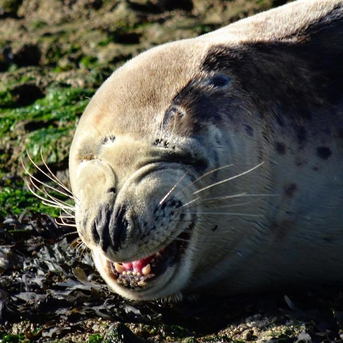 Funny-Laughing-Seals