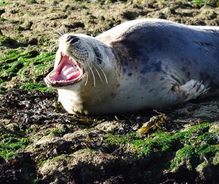 Funny-Laughing-Seals