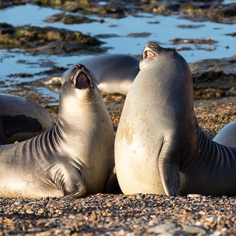 Funny-Laughing-Seals