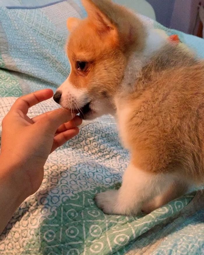Nom Nom, Yummy Yummy In My Tummy 😋😋 #corgifeed #corgi_ig #corgisftw #corgisofinstagram #puppy