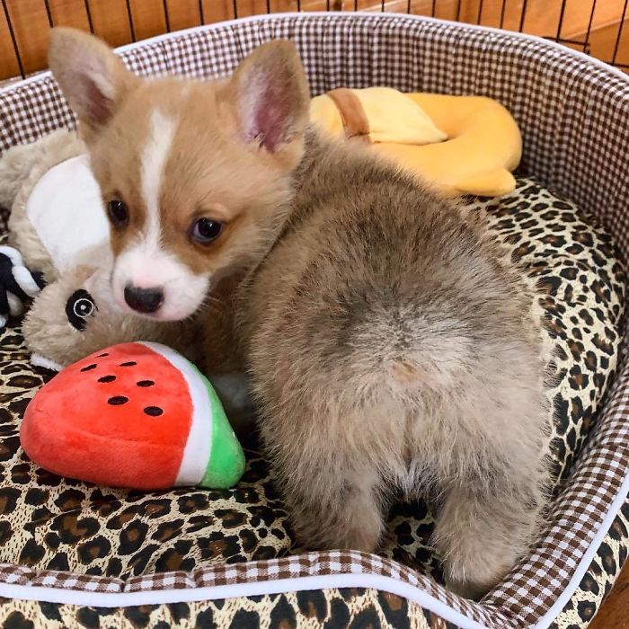 Let’s All Take A Moment To Appreciate This 🍑
#throwback #corgibums#corgibuttmob#corgi_ig #corgisftw #corgisofinstagram #corgipuppy #corgifeed#corgi_clubs