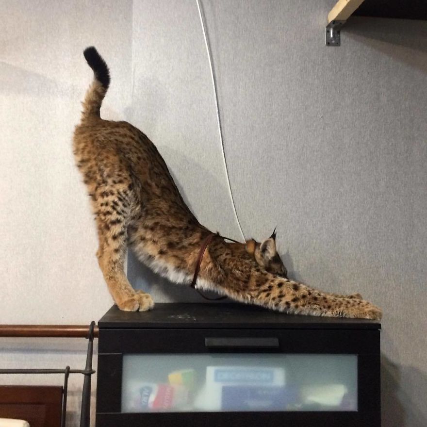 I Adopted Two Lynxes From A Fur Farm, Now I Live With 2 Big 'Cats,' 8 Dogs, And 3 Horses I Adopted Two Lynxes From A Fur Farm, Now I Live With 2 Big 'Cats,' 8 Dogs, And 3 Horses