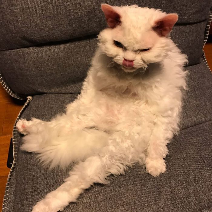 Selkirk-Rex-Angry-Cat-Chirico