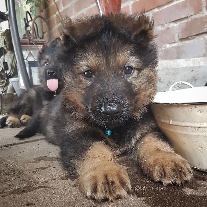 I Think My Sis Is Practicing Fart Noises