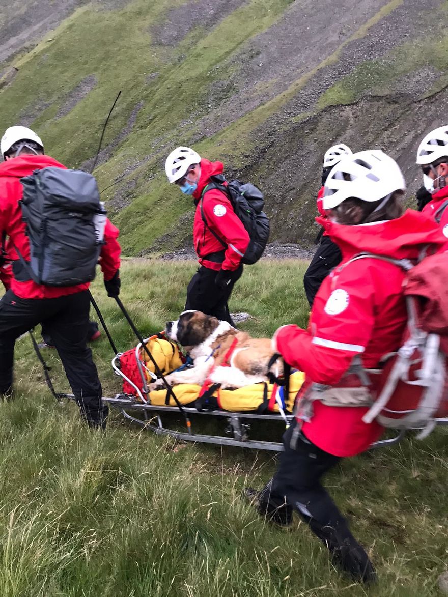 Meet Daisy, The 55kg St Bernard Who Had To Be Rescued From England’s Highest Mountain