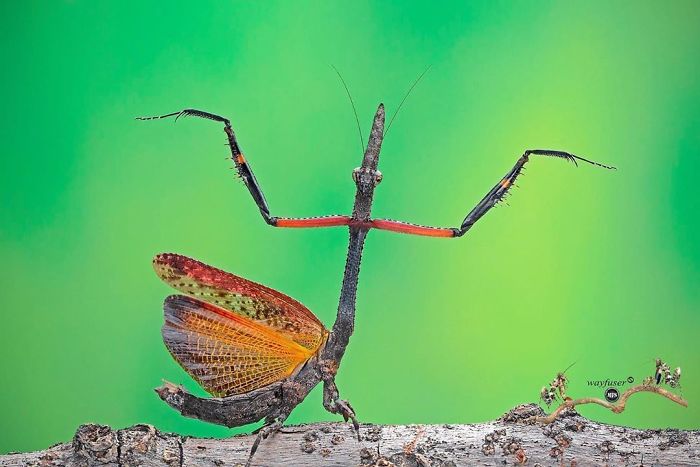 Beautiful-Mantis-Photography-Pang-Way