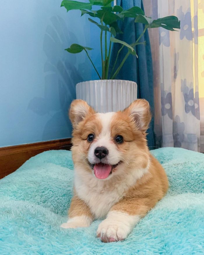 Career Goals: Asia’s Next Corg-Model 📸📸
.
.
.
.
.
.
.
.
.
.
.
.
#corgi#corginstagram#puppyoftheday##corgiworld_feature#puppystagram#corgicommunity#ruffpost#myfavcorgi#corgiup#corgipedia#corgibum#corgisftw#igpups#corgi.mob#fortheloveofpets#corgistagrams#dogsofinstagram#petstagraam#dogsofficialdog#ruffpost#dogsofinstaworld#bestwoof#dogoftheday#corgis_of_instagram#mycorgi#corgisareawesome#corgisclub#corgiderps#corgifeed#corgillection#corgisonstairs