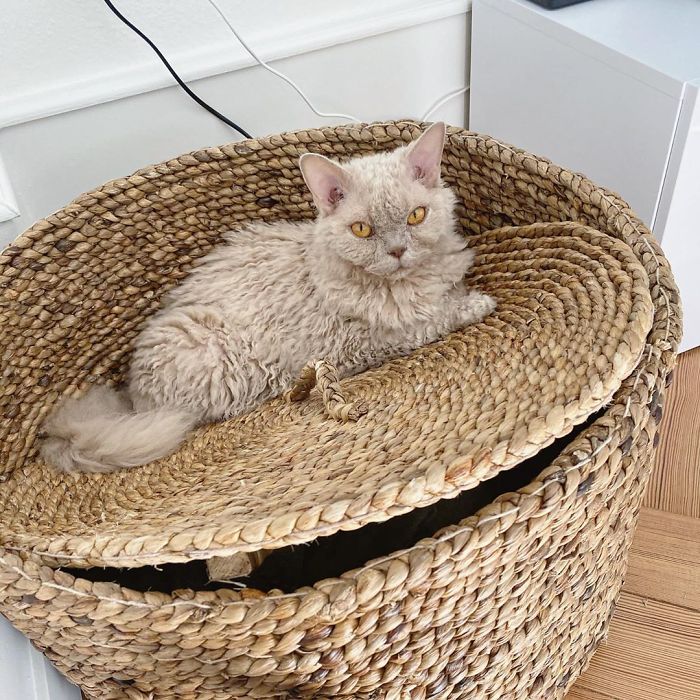 Curly-Cats-Gina-And-Gepetto