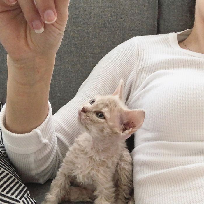 Curly-Cats-Gina-And-Gepetto