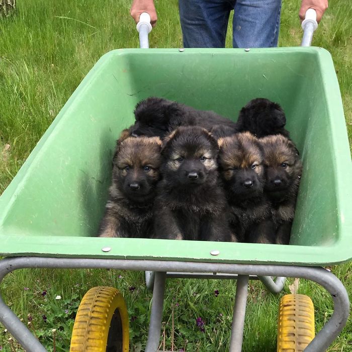 More Than A Year Ago. At That Time We Didn't Know Which Puppy We Would Get... Or Secretly We Did. Hero Teun Had Actually Already Chosen Us Then