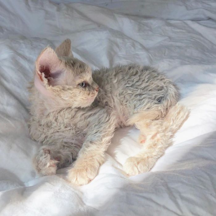 Curly-Cats-Gina-And-Gepetto