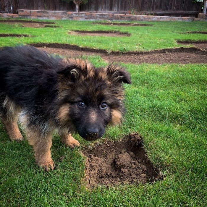 I Promise Hooman, It Wasn’t Me