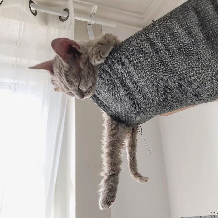 Curly-Cats-Gina-And-Gepetto