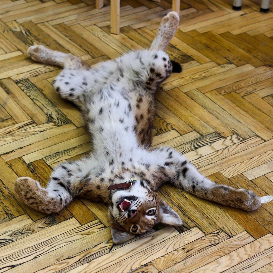 I Adopted Two Lynxes From A Fur Farm, Now I Live With 2 Big 'Cats,' 8 Dogs, And 3 Horses I Adopted Two Lynxes From A Fur Farm, Now I Live With 2 Big 'Cats,' 8 Dogs, And 3 Horses