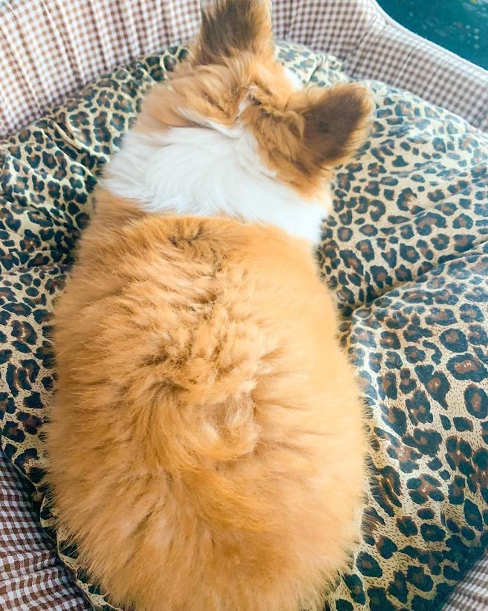 🥔 I Am A Potato 🥔 #corgipuppy#corgi#corgisofinstagram#corgigram #fluffycorgipuppy