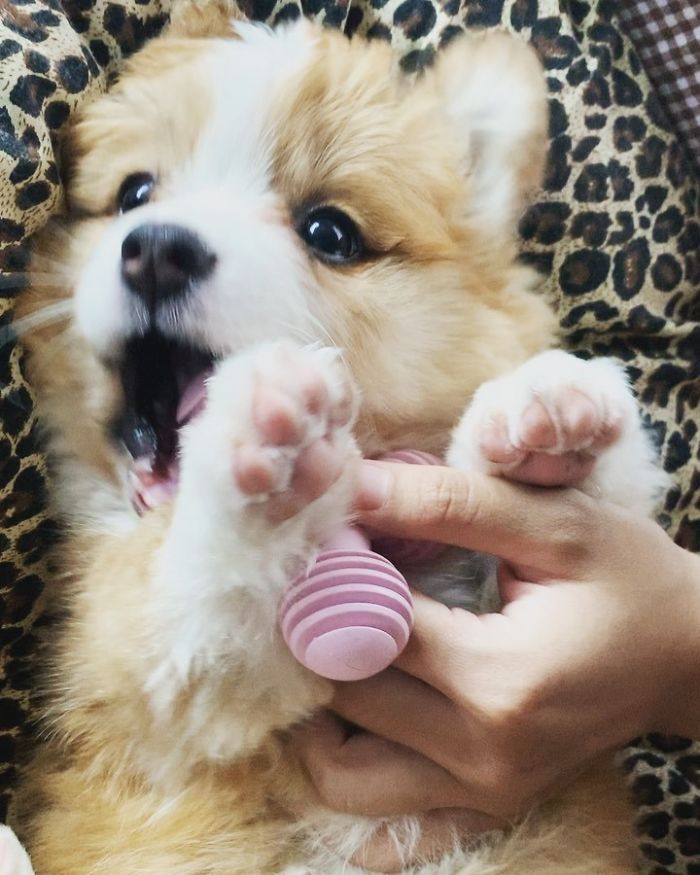 I Love My New Toy💕🤍💖🤍💕
#fluffycorgi#fluffycorgipuppy#corgi#corgisofinstagram#corgipuppy#corgilife#puppygram