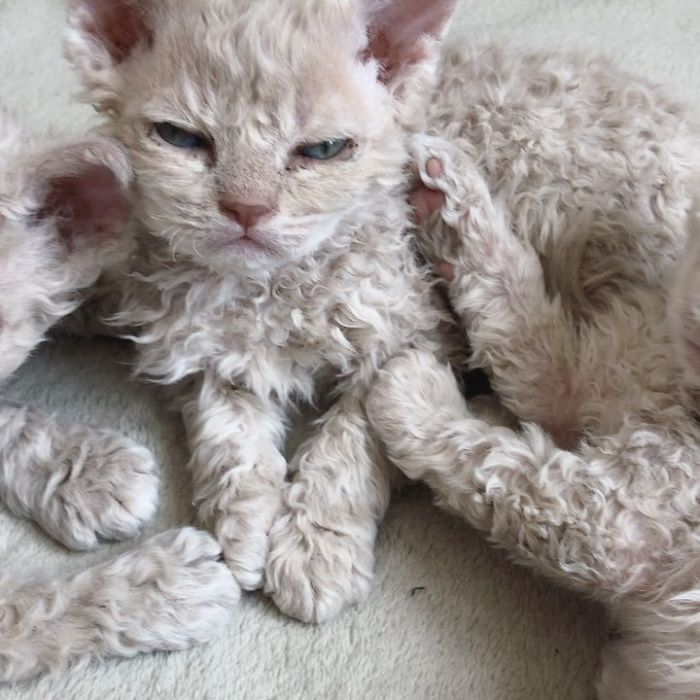 Curly-Cats-Gina-And-Gepetto