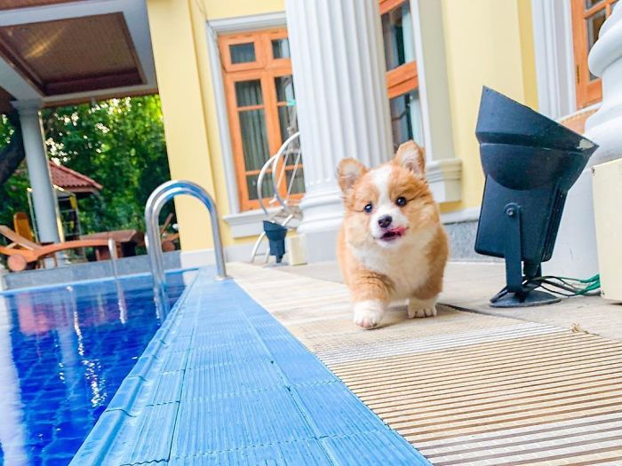 Went For A Swim 🏊‍♀️ Accidentally And Gave Mom A Mini Heart Attack 💔 .
.
.
.
.
.
.
#corgiworld_feature#puppystagram#corgicommunity#ruffpost#myfavcorgi#welshcorgipembroke#bestwoof#corgination#feature_do2#dogsofinstaworld#dog_featur#dogsofinstaworld#dogsandpals#releaseyourdogspotential#showpetslove#snapwagdogs#barked#thebarkedclub#swimming#swimmingpuppy#corgipuppy#puppiesofinstagram#corgiup#corgipedia#corgisftw#igpups#corgi.mob#fortheloveofpets#corgistagrams