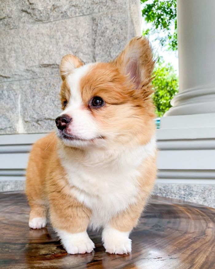 I Deserve To Be On The Cover Of Vanity Fur Ok? 😏🤔🤭📸💛🧡
.
.
.
.
.
.
.
#corgi#corginstagram#puppyoftheday##corgiworld_feature#corgiup#corgipedia#corgibum#corgisftw#igpups#corgi.mob#fortheloveofpets#corgistagrams#dogsofinstagram#petstagraam#dogsofficialdog#ruffpost#dogsofinstaworld#bestwoof#dogoftheday#corgis_of_instagram#mycorgi#corgisareawesome#corgisclub#corgiderps#corgifeed