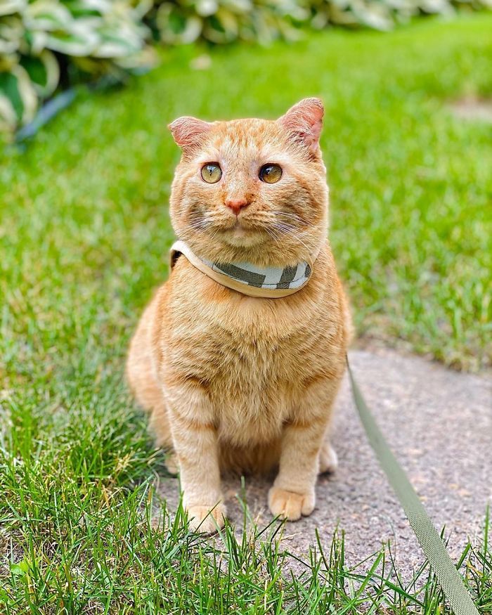 After Convincing Landlord, Woman Brings The Saddest Stray Cat Home, A Year Later, He’s Unrecognizable After Convincing Landlord, Woman Brings The Saddest Stray Cat Home, A Year Later, He’s Unrecognizable