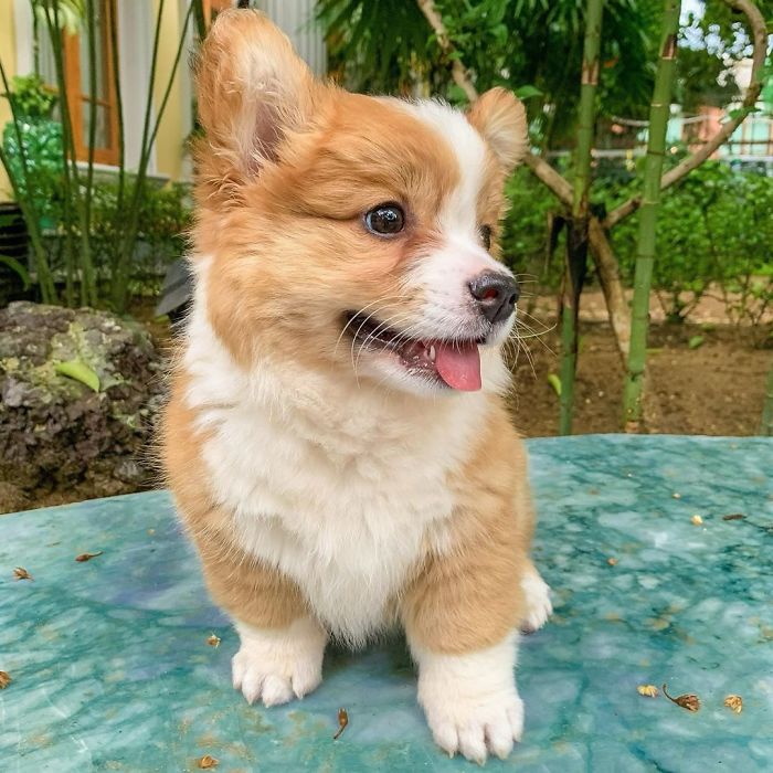 Felt Corgeous, Might Delete Never 😝🙈 #cute#cutepup
.
.
.
.
.
.
.
.
.
.
.
.
#corgi#corgistagram#corgifeed#corgiworld_feature#corgicommunity#myfavcorgi#nstacorgi#corgiup#corgipedia#corgibum#corgisftw#igpups#corgi.mob#fortheloveofpets#corgistagrams#petstagraam##bestwoof#corgis_of_instagram#mycorgi#corgisareawesome#corgisclub#corgiderps#corgifeed#corgillection#corgiofigs#corgiloverklub#corgi_mob#corgi_clubs#petsofinstagram