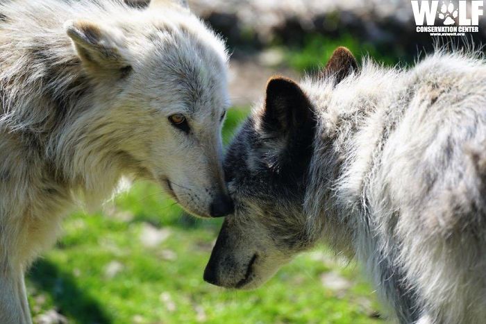These 2 Wolves Went Viral For Being So Lazy That They Howl While Lying Down