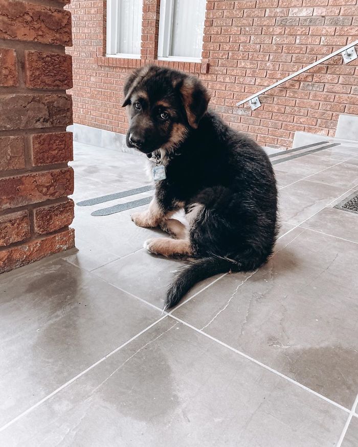 Can I Please Have Another Treat?