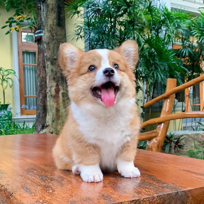 Paws What You're Doing Right Now, And Look At Me✋🏼
.
.
.
.
.
.
.
.
.
.
.
.
#corgi#corgistagram#corgifeed#corgiworld_feature#corgicommunity#myfavcorgi#nstacorgi#corgiup#corgipedia#corgibum#corgisftw#igpups#corgi.mob#fortheloveofpets#corgistagrams#petstagraam##bestwoof#corgis_of_instagram#mycorgi#corgisareawesome#corgisclub#corgiderps#corgifeed#corgillection#corgiofigs#corgiloverklub#corgi_mob#corgi_clubs#corgi_mob