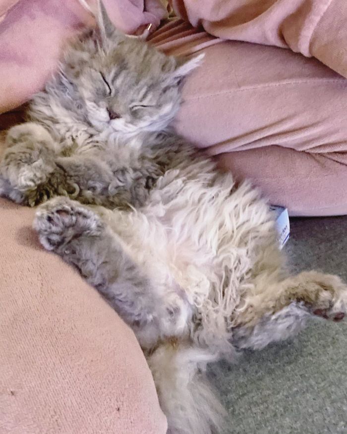 Curly-Cats-Gina-And-Gepetto