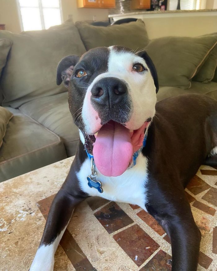 This Shelter Pit Bull Thinks He's A Cat, And His New Family Keeps Posting Photos That Prove It This Shelter Pit Bull Thinks He's A Cat, And His New Family Keeps Posting Photos That Prove It