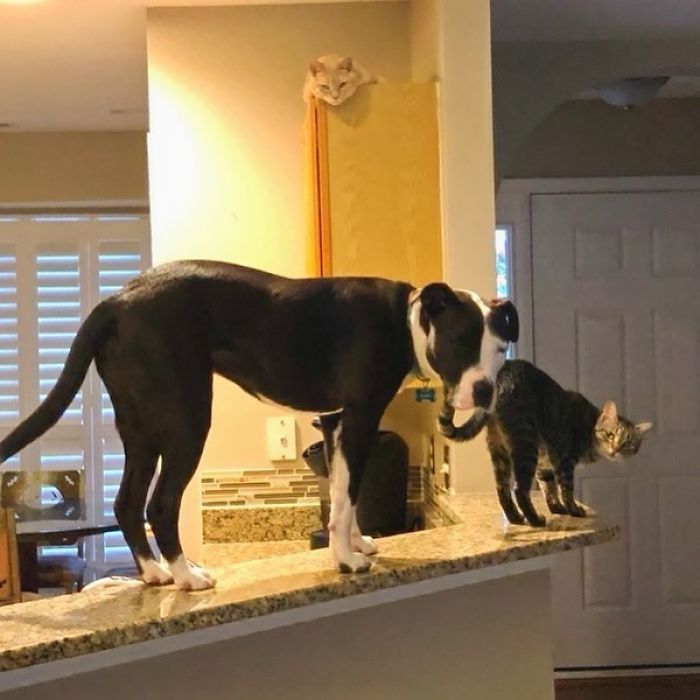 This Shelter Pit Bull Thinks He's A Cat, And His New Family Keeps Posting Photos That Prove It This Shelter Pit Bull Thinks He's A Cat, And His New Family Keeps Posting Photos That Prove It