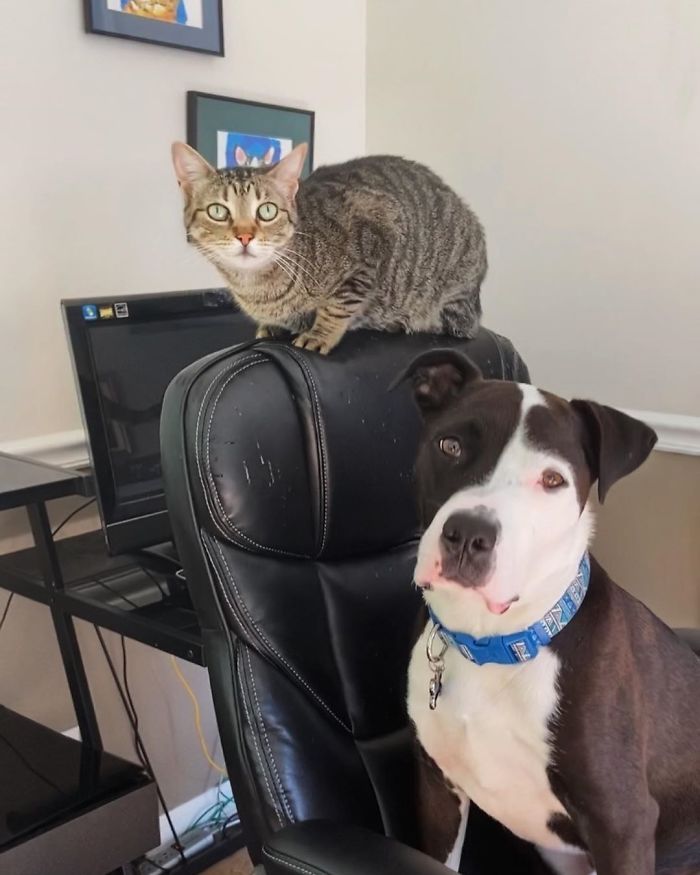 This Shelter Pit Bull Thinks He's A Cat, And His New Family Keeps Posting Photos That Prove It This Shelter Pit Bull Thinks He's A Cat, And His New Family Keeps Posting Photos That Prove It