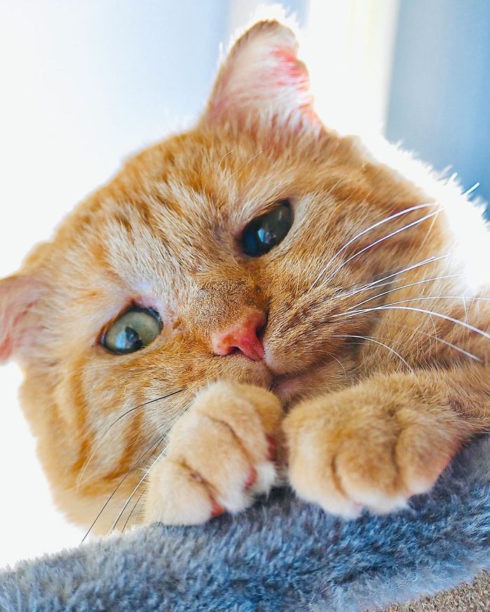 After Convincing Landlord, Woman Brings The Saddest Stray Cat Home, A Year Later, He’s Unrecognizable After Convincing Landlord, Woman Brings The Saddest Stray Cat Home, A Year Later, He’s Unrecognizable